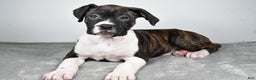 Boxer dogs for sale: Ada - Ad 3