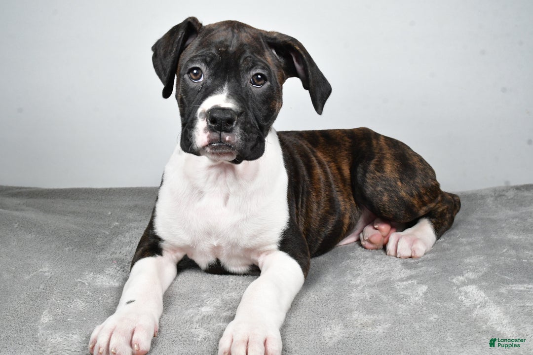 Boxer dogs for sale: Ada - Ad 3