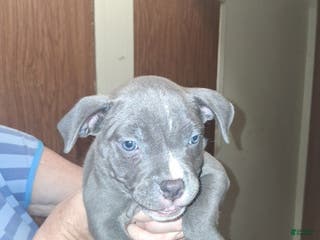 American Pit Bull Terrier dogs American Pit Bull Terrier Puppy 1 - Ad 23