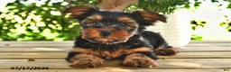 Yorkshire Terrier dogs for sale: Billy - Ad 3