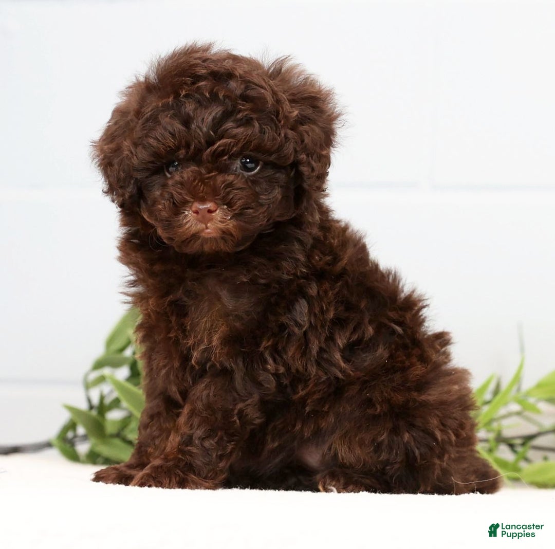 Toy Poodle dogs for sale: Lexie Toy - Ad 8