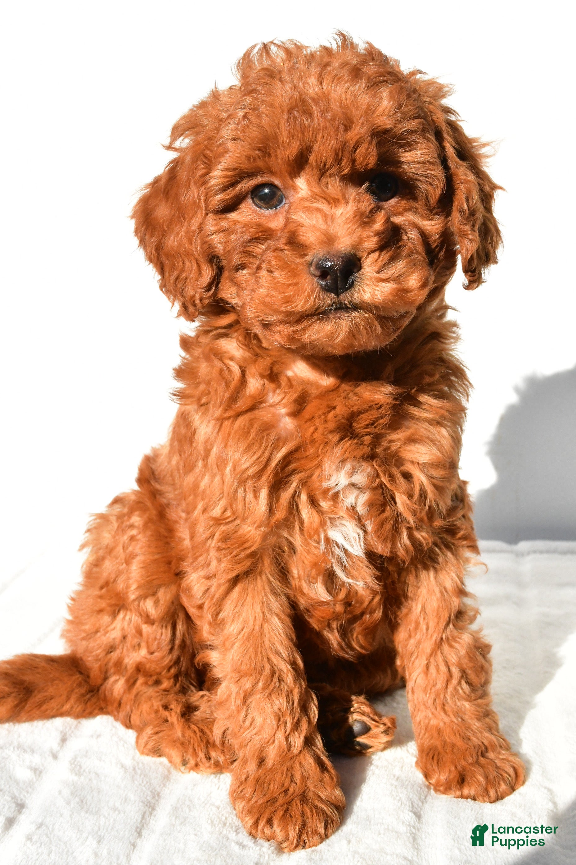 Cinnamon (Doodle / designer cross, Male) in Baltic, OH