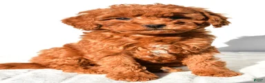 Cinnamon 
