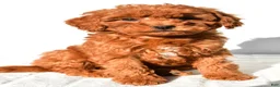 Mini Goldendoodle dogs for sale: Cinnamon  - Ad 1