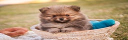 Pomeranian dogs for sale: Mr. Darcy - Ad 11