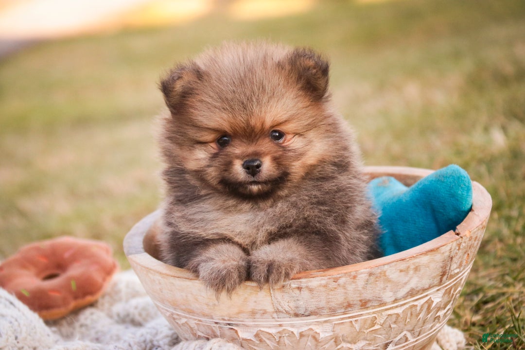 Pomeranian dogs for sale: Mr. Darcy - Ad 11
