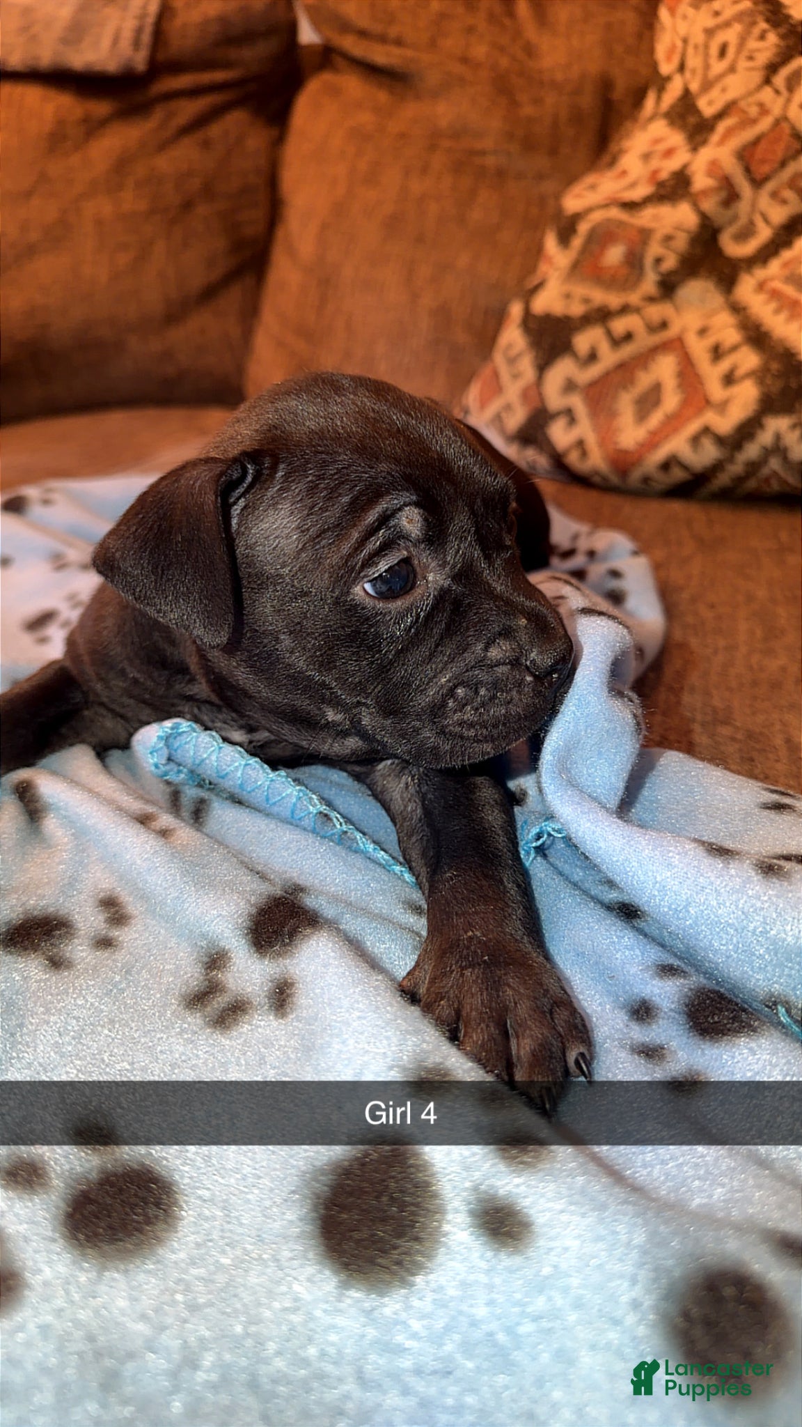 Mixed Breed dogs Mixed Breed Puppy 2 - Ad 17
