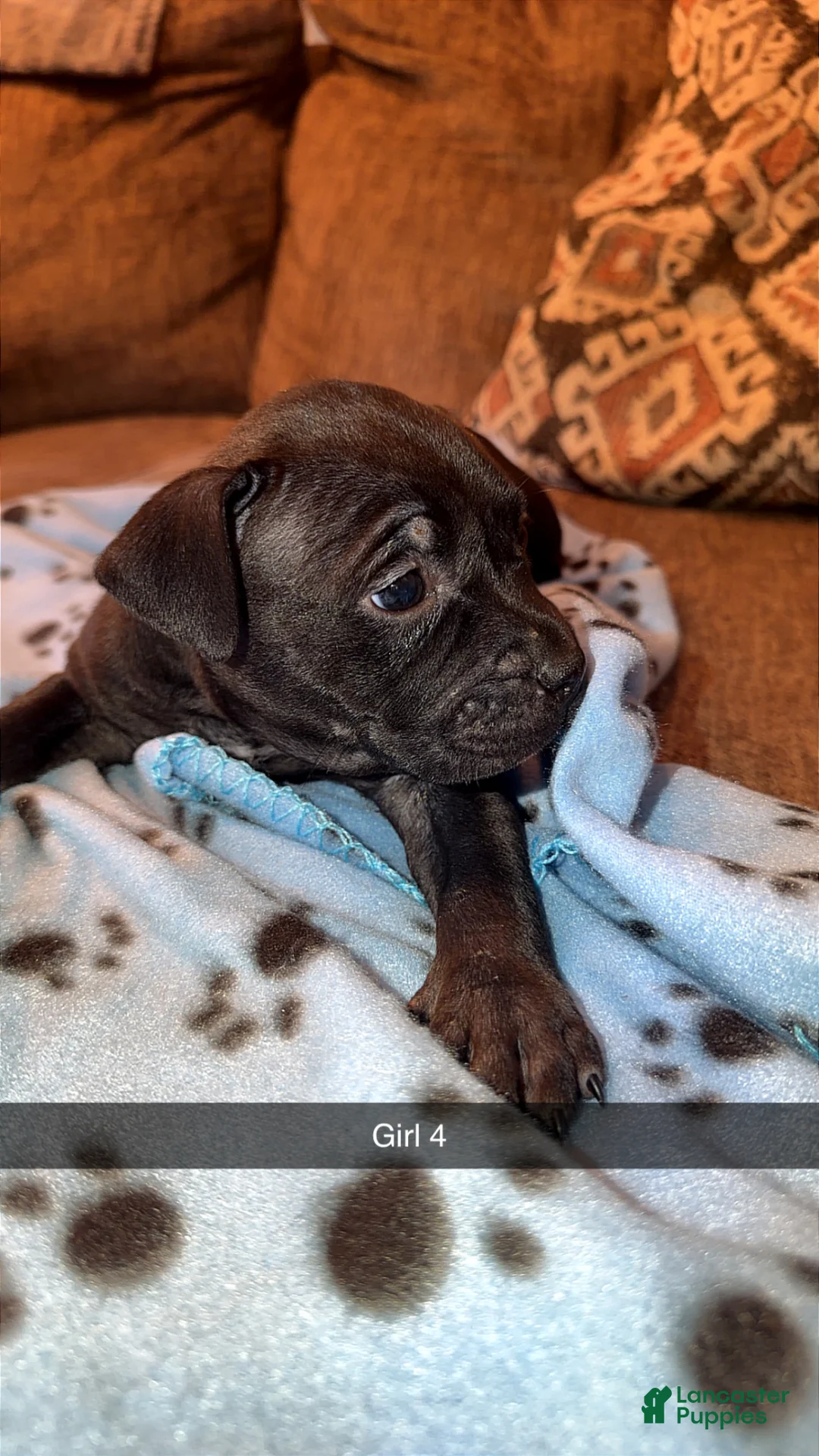 Mixed Breed dogs for sale: Mixed Breed Puppy 2 - Ad 1