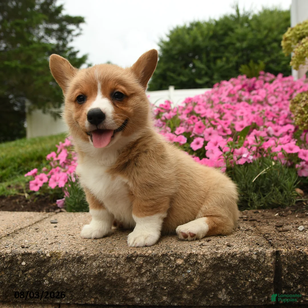 Welsh Corgi Pembroke dogs for sale: Willow - Ad 3