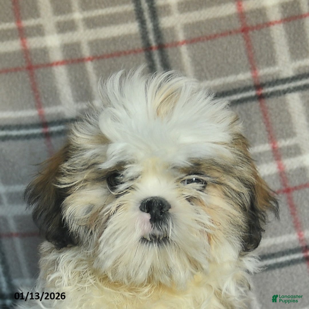 Shihpoo dogs for sale: Marty - Ad 5