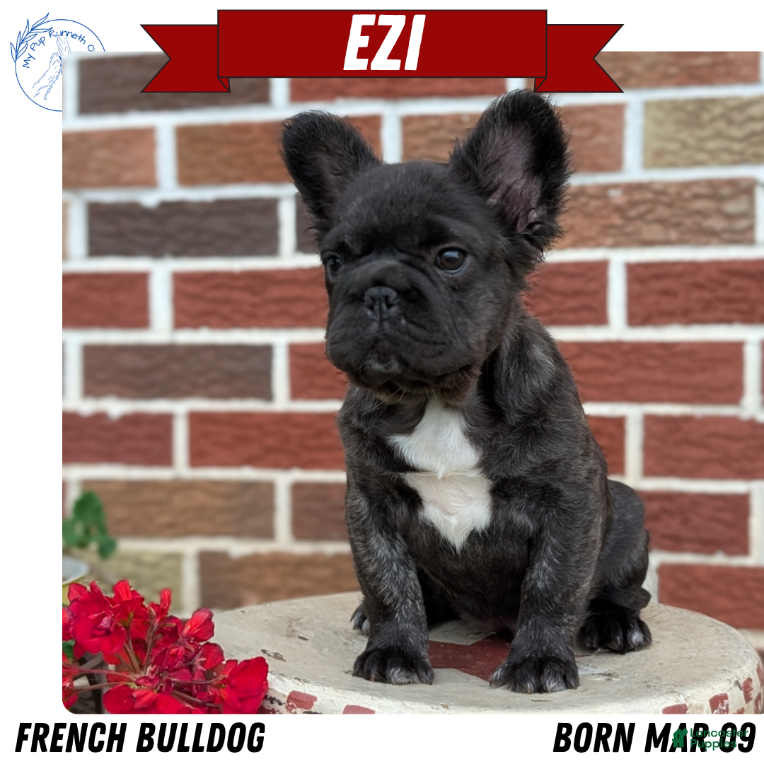 French Bulldog dogs for sale: Ezi - Ad 3