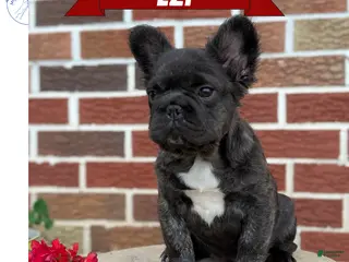 French Bulldog dogs for sale: Ezi - Ad 3