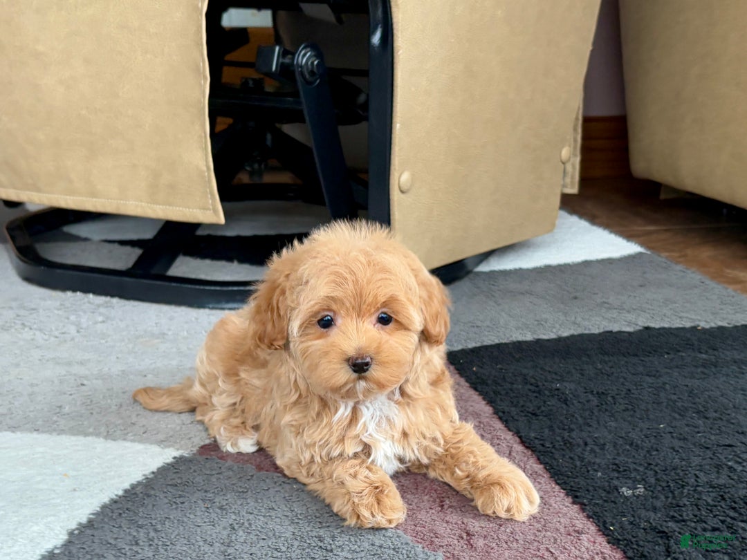 Havapoo dogs for sale: Havapoo Puppy 3 - Ad 11