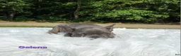 Frenchton dogs for sale: Galena  - Ad 4