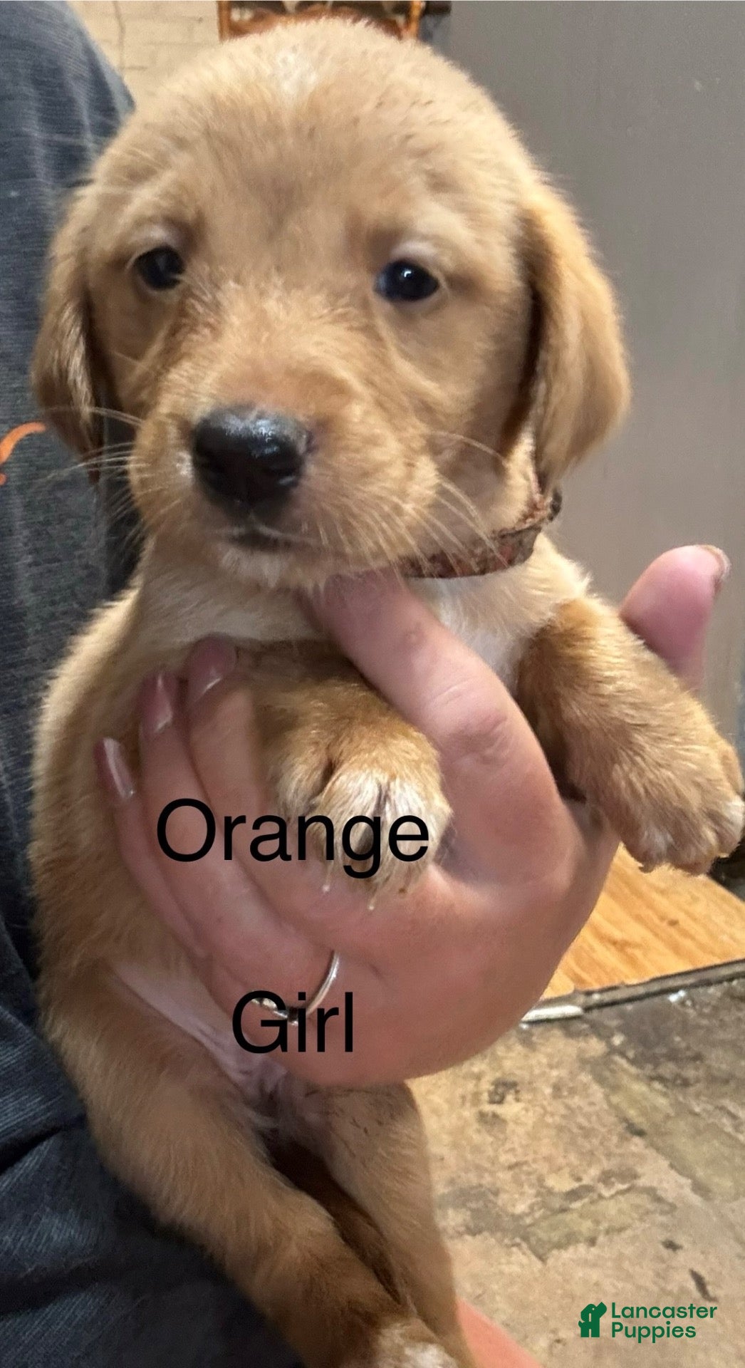 Golden Retriever dogs Orange Golden Retriever 6 - Ad 10