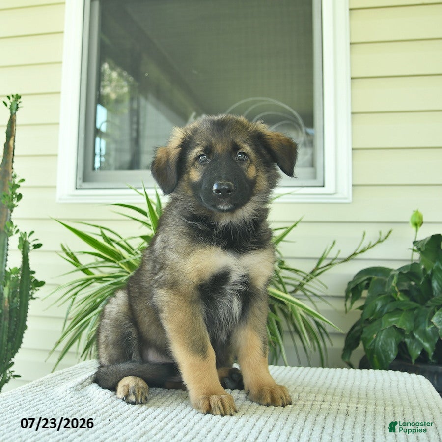 Mixed Breed dogs Raven  - Ad 1