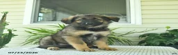 Mixed Breed dogs for sale: Raven  - Ad 1