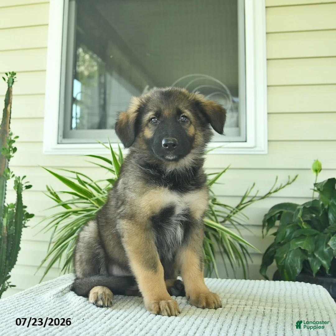 Mixed Breed dogs for sale: Raven  - Ad 1