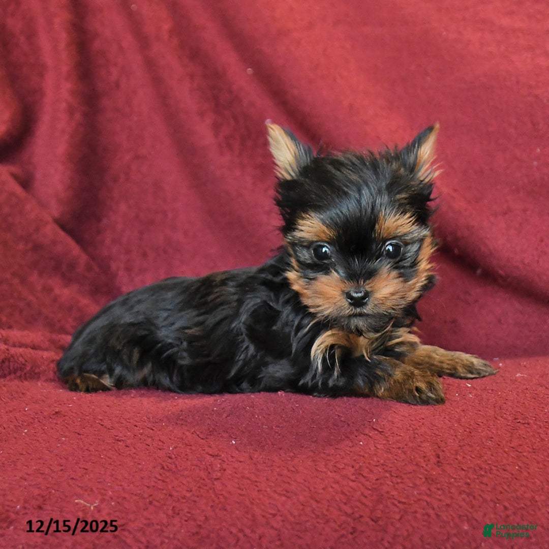 Yorkshire Terrier dogs for sale: Jake - Ad 3