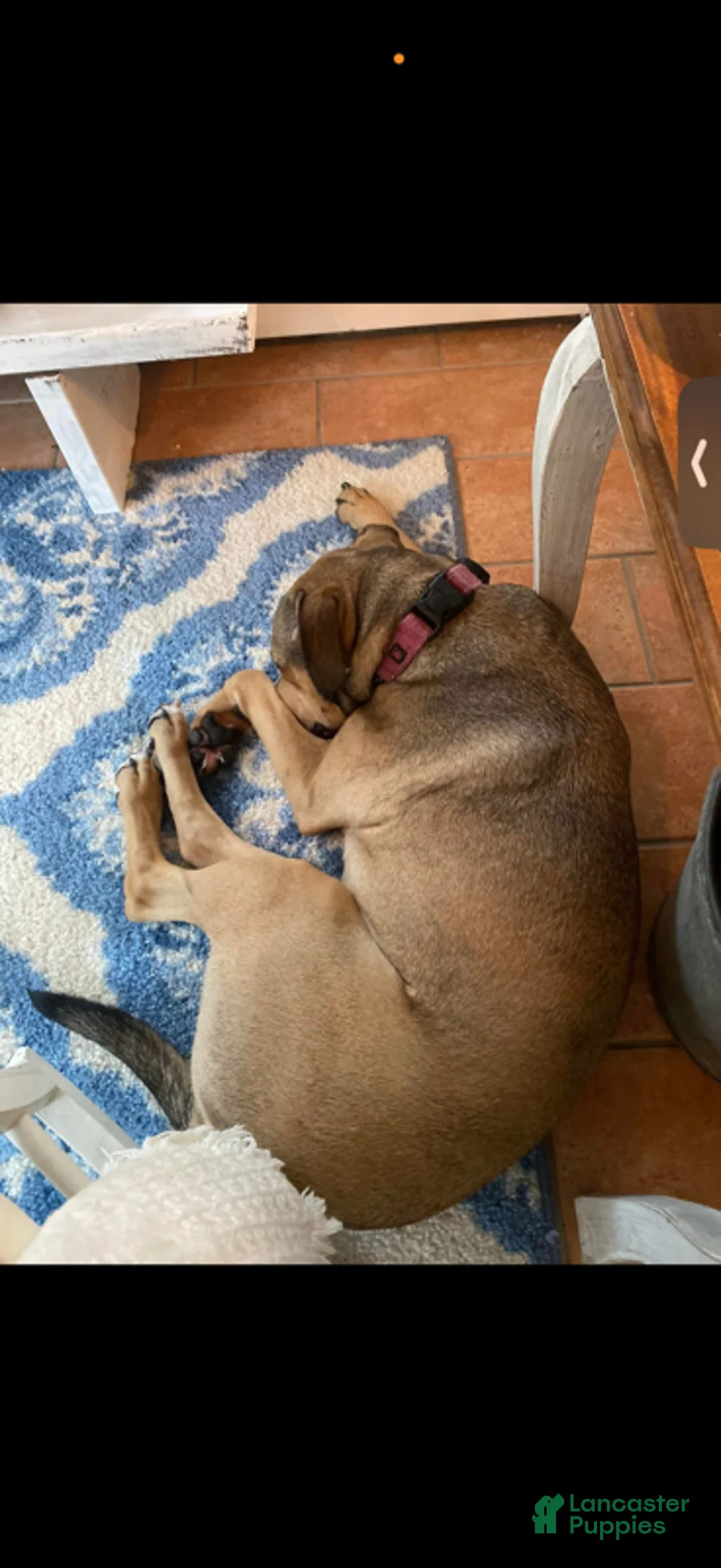 Mixed Breed dogs for sale: MISSY - Ad 2