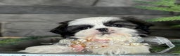 Shih Tzu dogs for sale: Carols - Ad 3