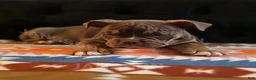 Olde English Bulldogge dogs for sale: Olde English Bulldogge Puppy Scooby - Ad 3