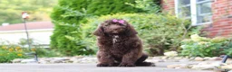 Newfypoo dogs for sale: Cherri - Ad 5