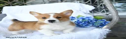Welsh Corgi Pembroke dogs for sale: Kenny - Ad 4