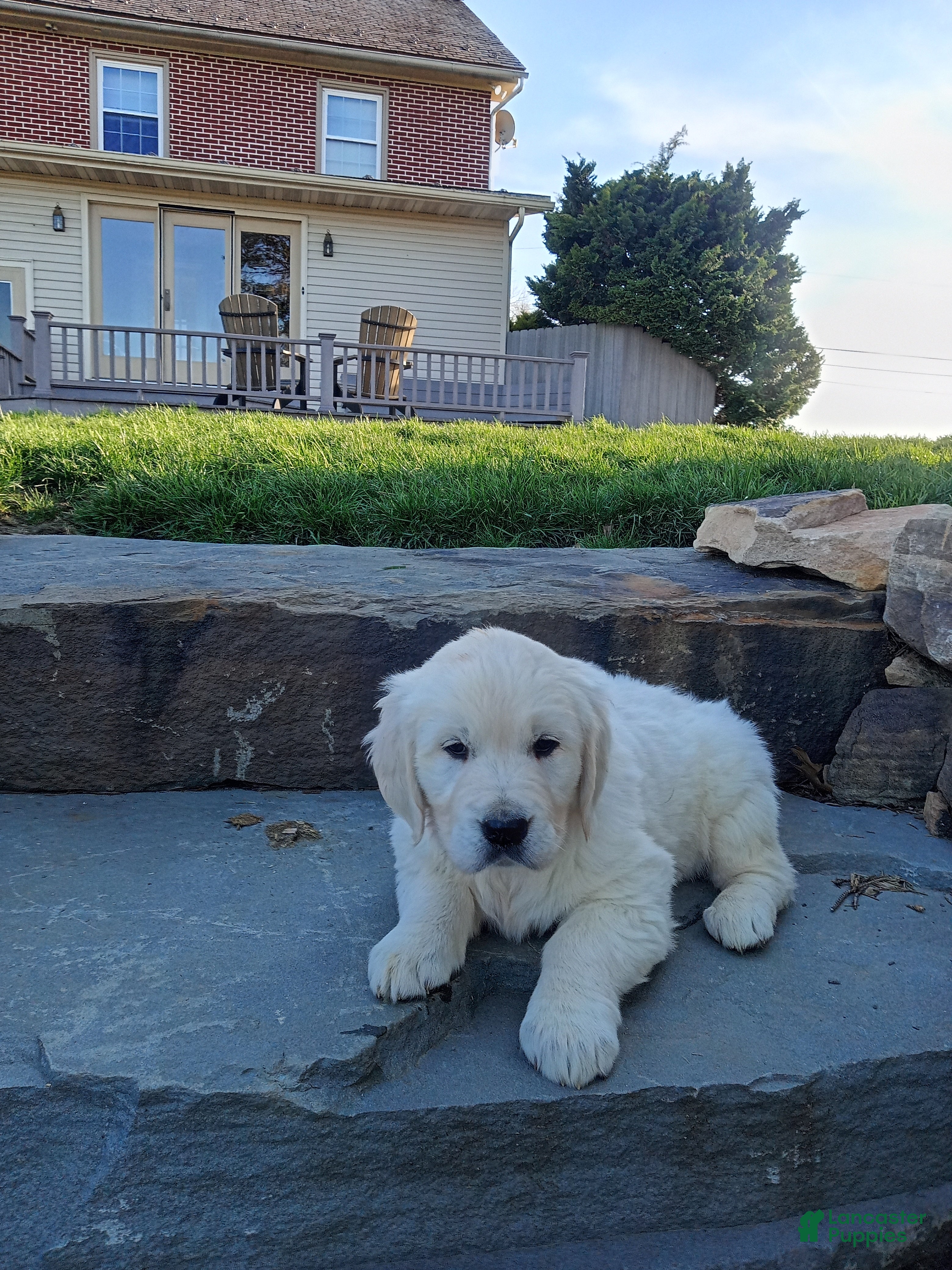 Golden Retriever dogs Golden Retriever Puppy 4 - Ad 2