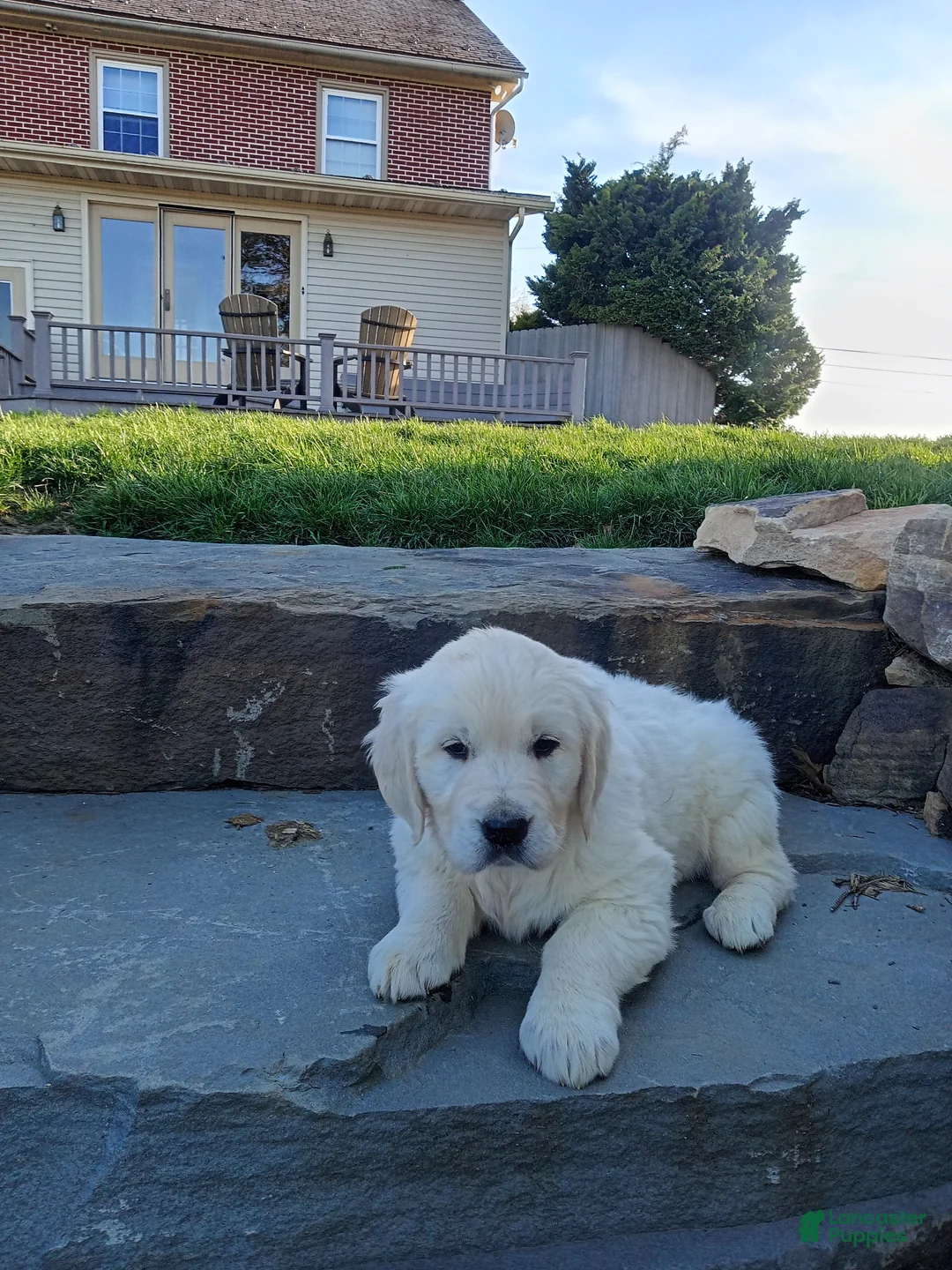Golden Retriever dogs for sale: Golden Retriever Puppy 4 - Ad 2