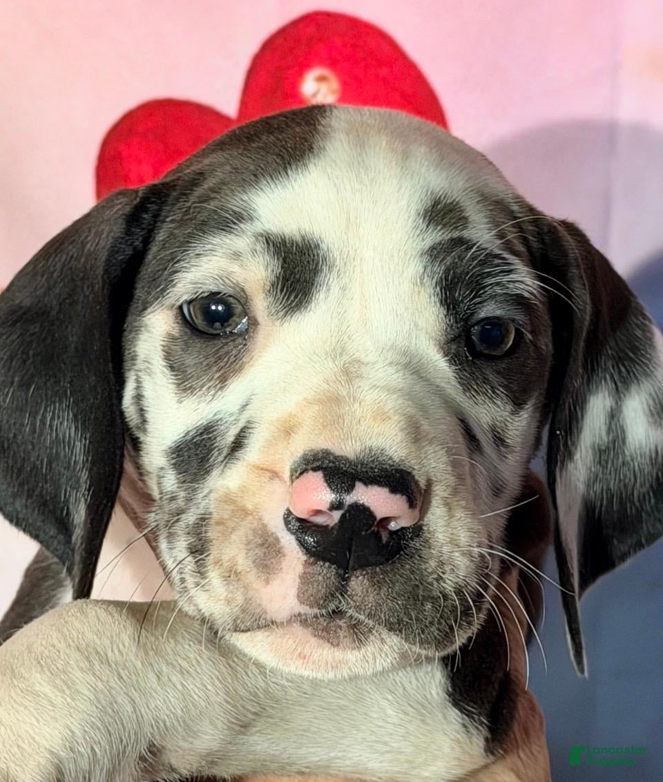 Great Dane dogs BETSEY - BLACK HARLEQUIN - Ad 30