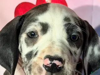 Great Dane dogs BETSEY - BLACK HARLEQUIN - Ad 35