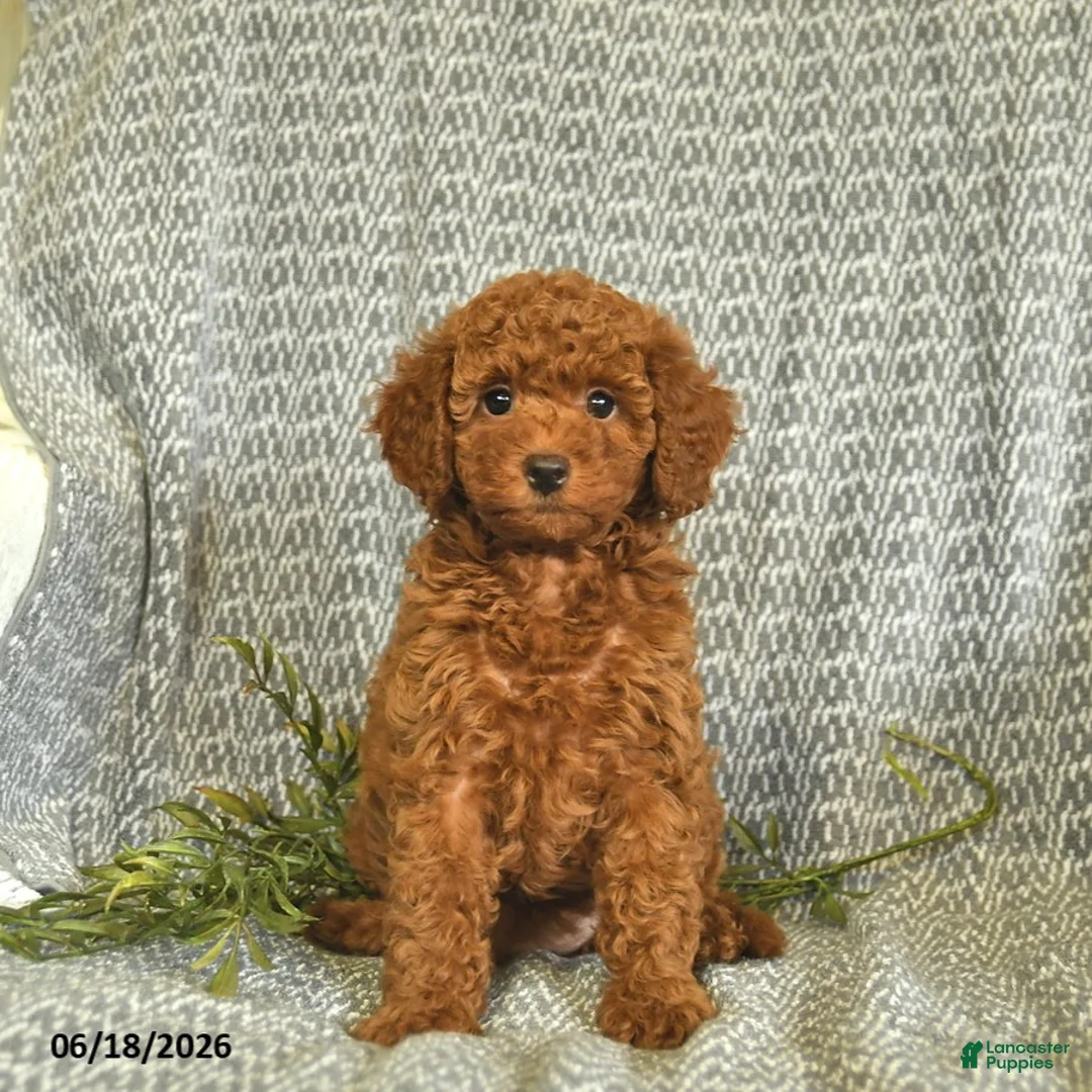 Miniature Poodle dogs for sale: Amber  - Ad 2