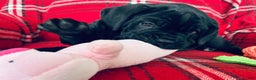 Cane Corso dogs for sale: Cane Corso Puppy 1 - Ad 8