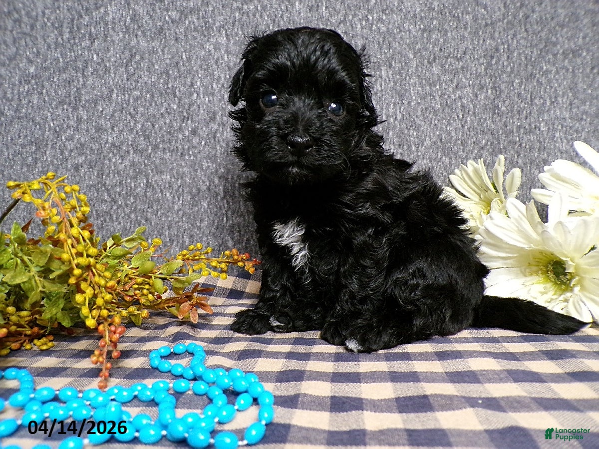 Havapoo dogs Boomer - Ad 1