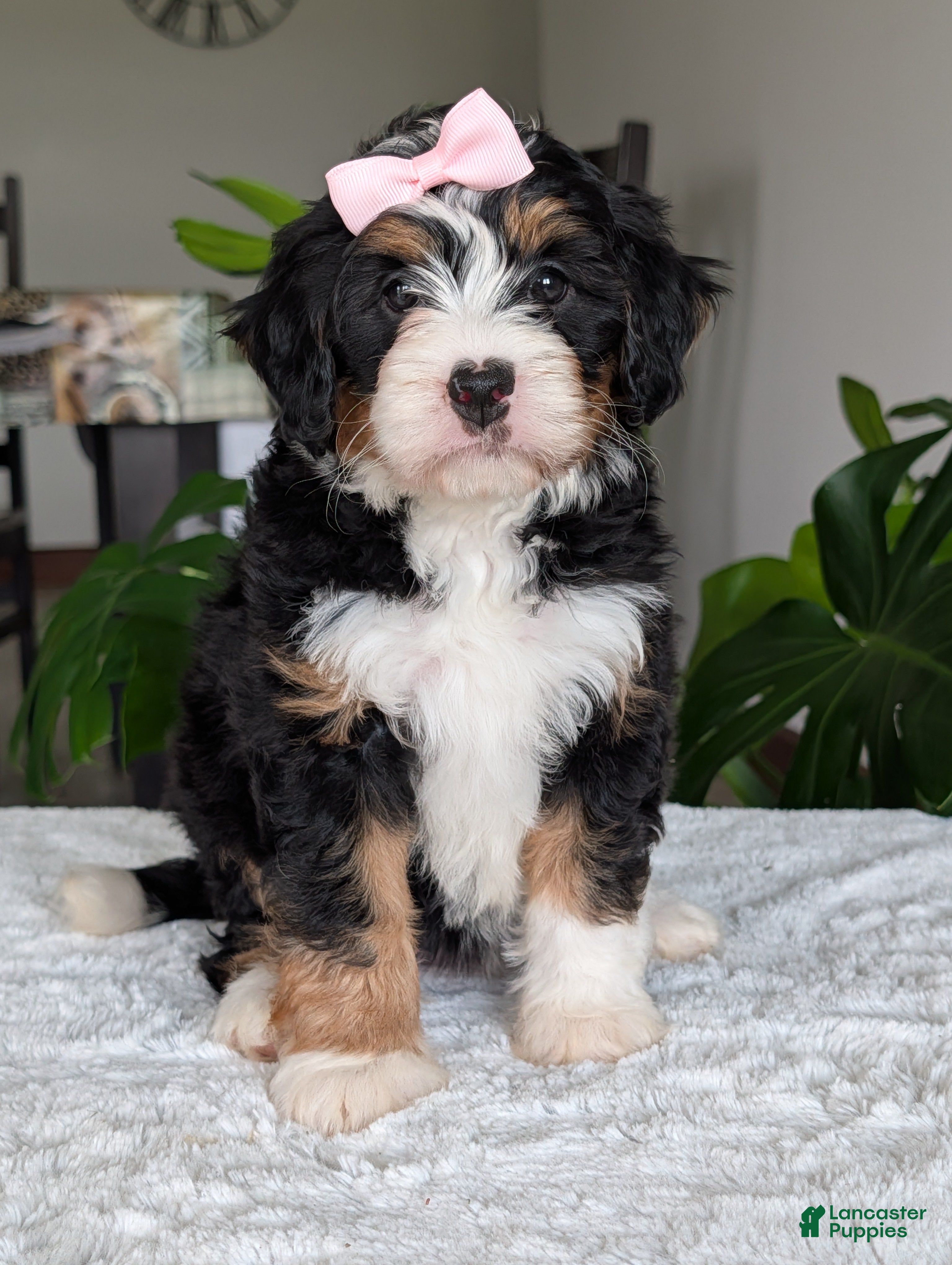 Mini Bernedoodle dogs Mini Bobbin  - Ad 2