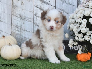 Australian Shepherd dogs - Ad 40