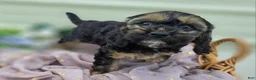Cockapoo dogs for sale: Batty - Ad 6