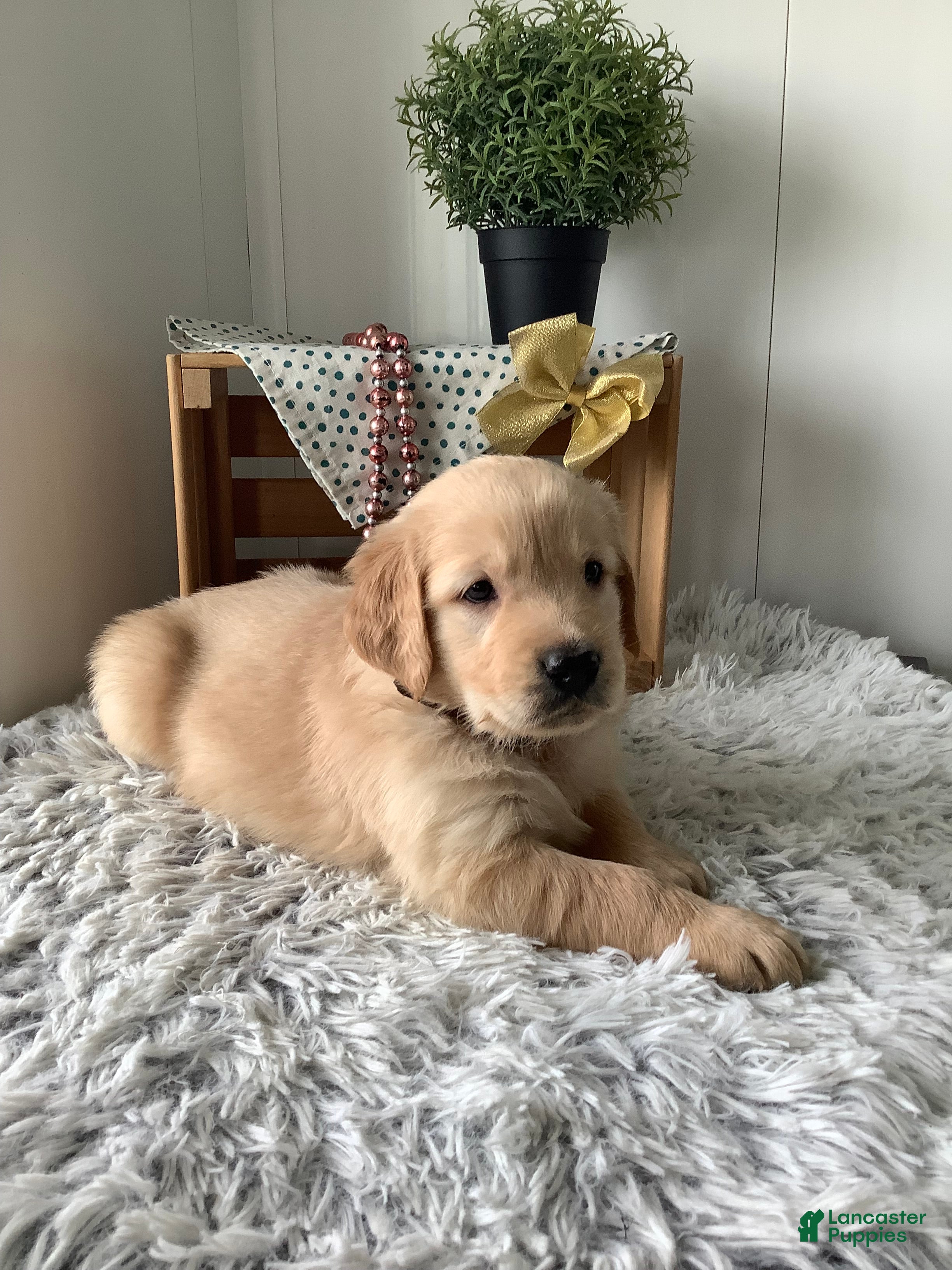 Golden Retriever dogs Golden Retriever Rover - Ad 2