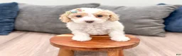 Cavapoo dogs for sale: Laina - Ad 2