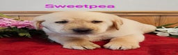 Goldador dogs for sale: Sweetpea - Ad 2