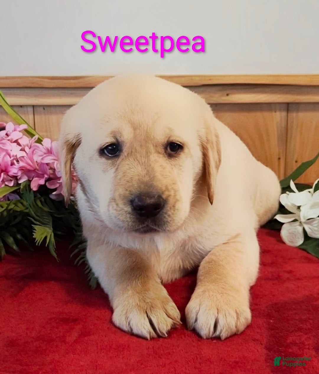 Goldador dogs for sale: Sweetpea - Ad 2