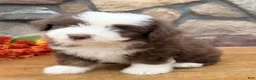 Mixed Breed dogs for sale: Coco - Ad 3