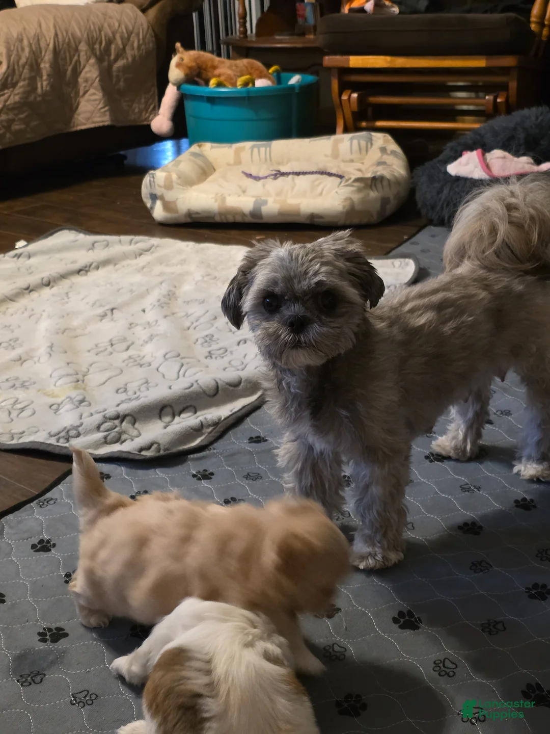 Mixed Breed dogs for sale: Mixed Breed Puppy 3 - Ad 5