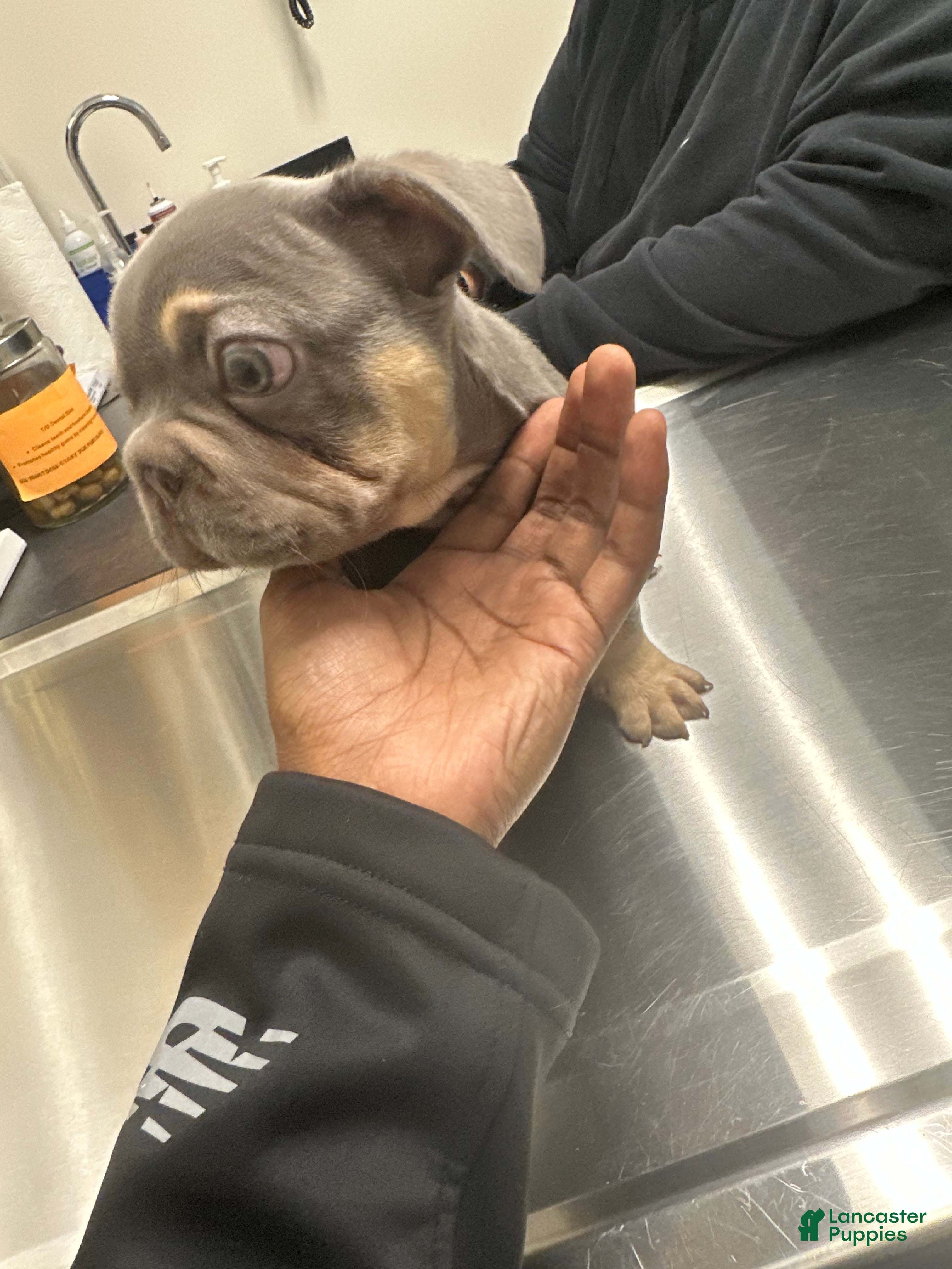 French Bulldog dogs French Bulldog Puppy 1 - Ad 35