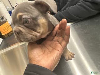 French Bulldog dogs French Bulldog Puppy 1 - Ad 27