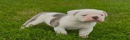 Olde English Bulldogge dogs for sale: Primo - Ad 2