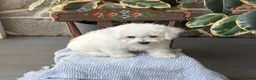 Bichon Frise dogs for sale: Jeffrey - Ad 7