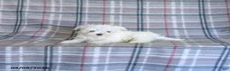 Maltese dogs for sale: Tori - Ad 2