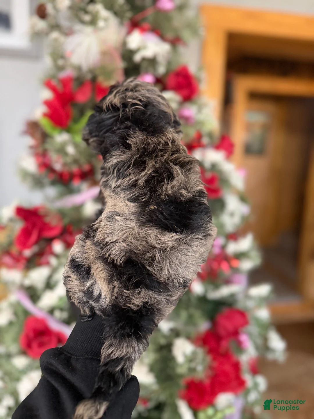 Cockapoo dogs for sale: Cockapoo Puppy 1 - Ad 4